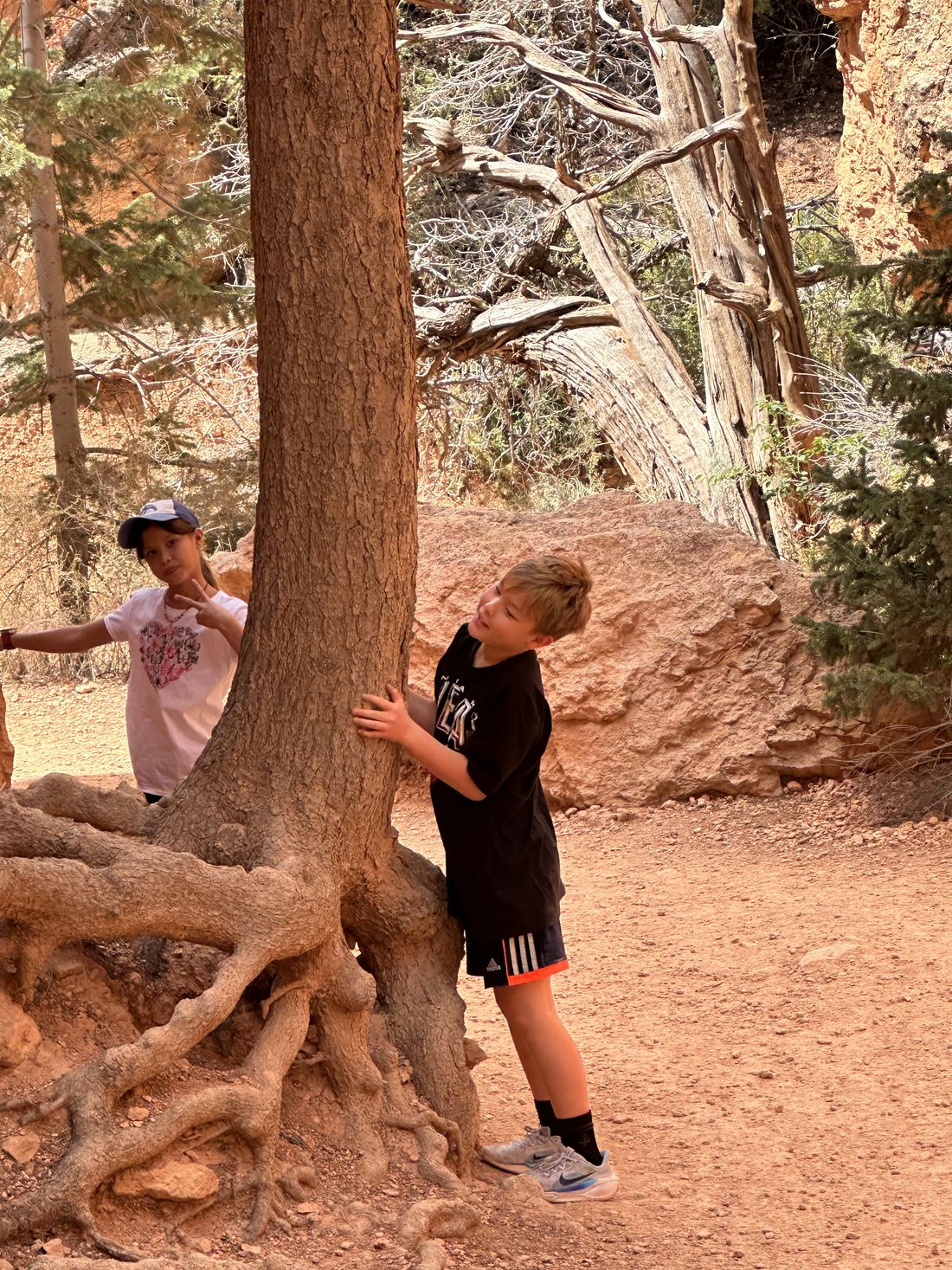 Two children exploring the exposed roots of a tree along the Navajo Loop trail in
Bryce Canyon.