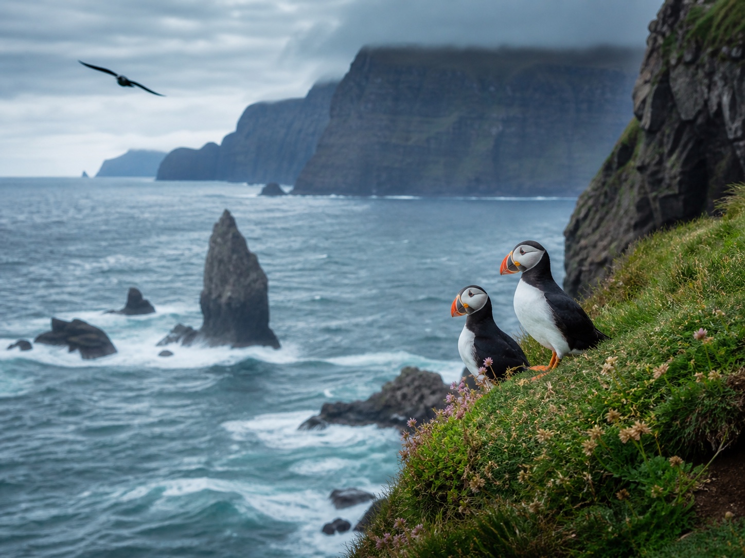 Iceland fjords with puffins